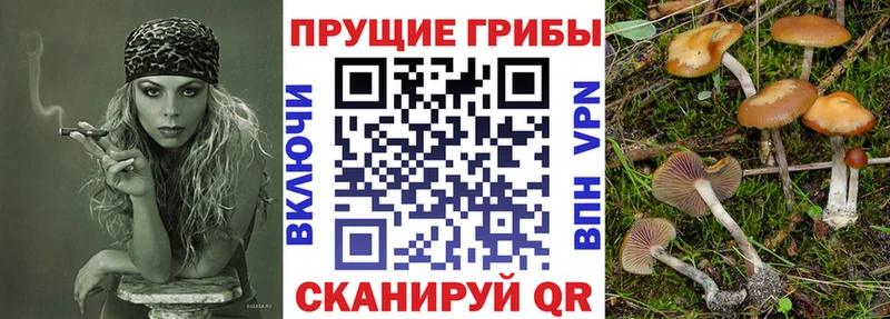ссылка на мегу рабочий сайт  Кологрив  Галлюциногенные грибы Cubensis 